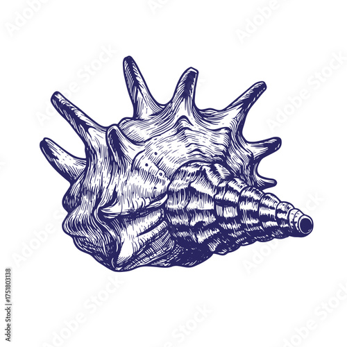Intricate engraved illustration of a spiked seashell on a clean white background