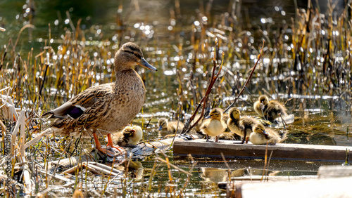 Billede på lærred Duck with ducklings on the pond