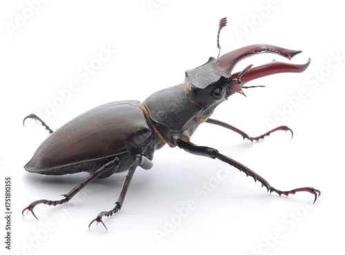 Fotografija Male stag beetle Lucanus cervus isolated on white background