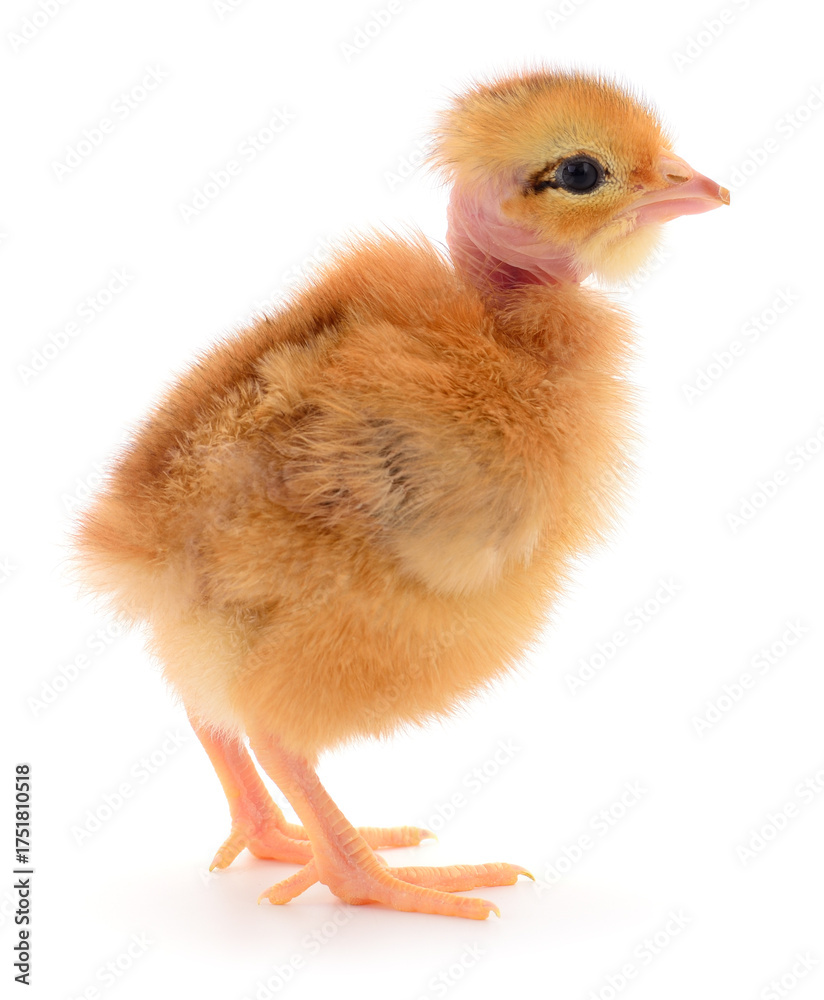 Obraz premium Naked Neck chick isolated on white background