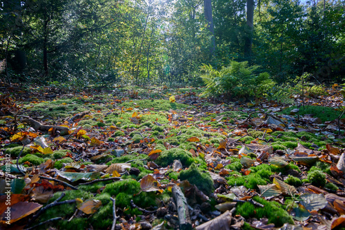 Foto forest floor with moss, autumn leaves, twigs, trees and shrubs and backlight