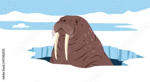 A large walrus with tusks emerges from an ice floe in a cold arctic landscape with blue skies and clouds.