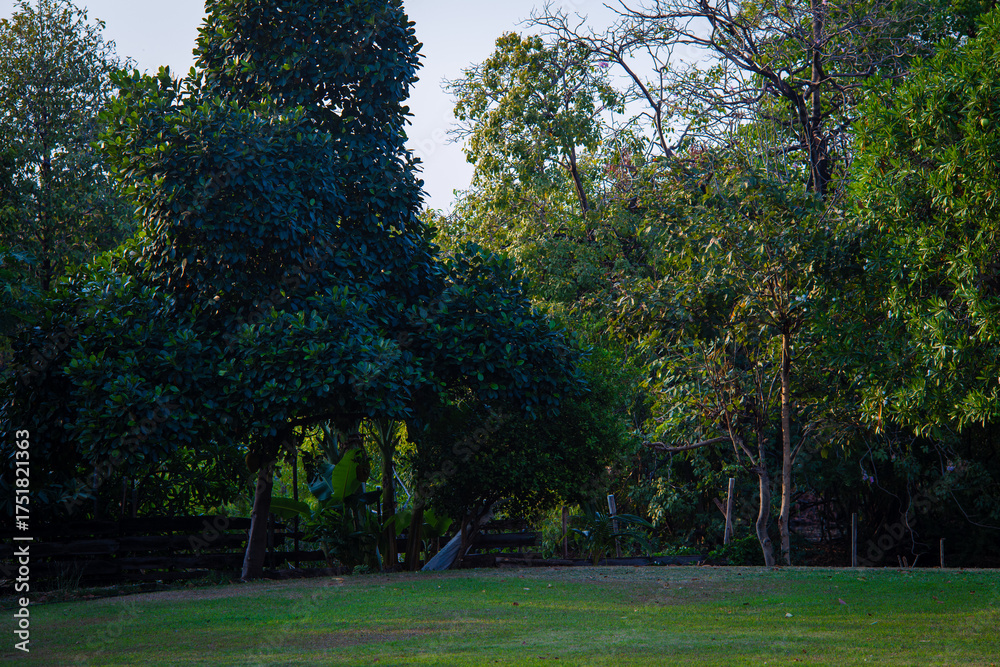 Obraz premium Tree forest plantation in city public park