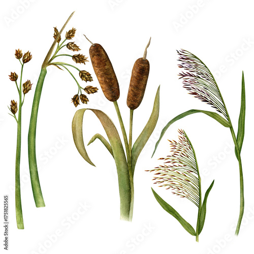 Set of watercolor cattails, bulrushes and reeds isolated on a transparent background. Hand-drawn illustrations of pond and river plants.