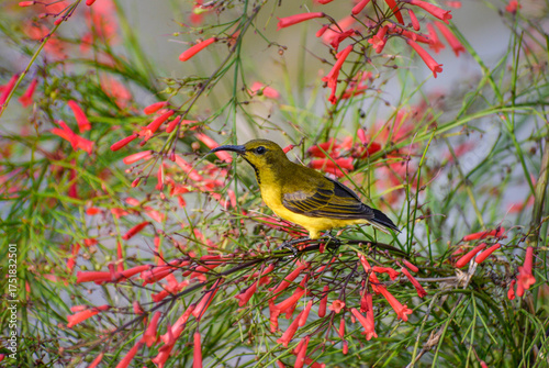 An olive-backed sunbird perching in a red firecracker plant