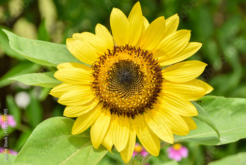 Close-up image of a yellow sunflower