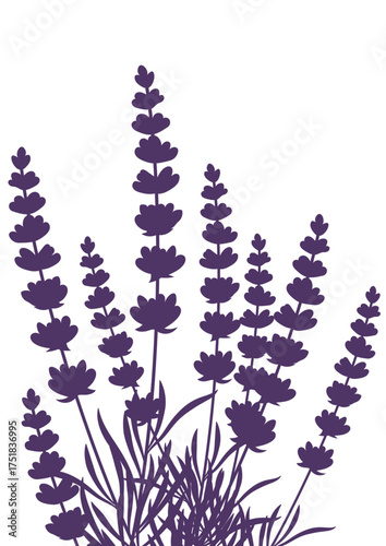 Purple lavender flowers silhouettes illustration. Natural herb bloom plant for aromatherapy and beauty product.