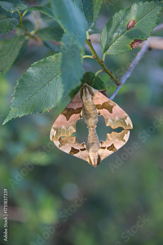 Pair of Large Moths Resting on Green Leaves — Natural Camouflage and Mating Behavior in Summer Forest