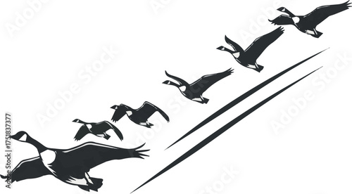 Isolated need kinds of Canada Goose flying in sky set victor art on white background.