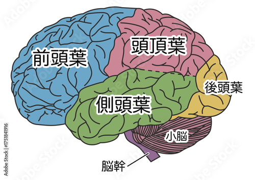脳の構造