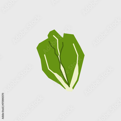 Fresh romaine lettuce illustration. Simple icon of cabbage vegetable for farmers market advertising. Vector symbol of harvested salad vegetables in minimal flat style.