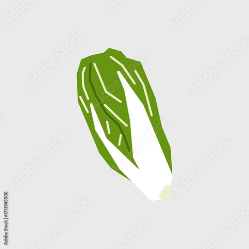 Fresh napa cabbage illustration. Simple icon of chinese vegetable for farmers market advertising. Vector symbol of harvested salad vegetables in minimal flat style.