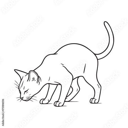 Abyssinians cat Smelling something, Alert Abyssinian Cat Hunting Stalking Crouch Silhouette outline vector, Abyssinian cat silhouette in a smelling/sniffing pose on white background