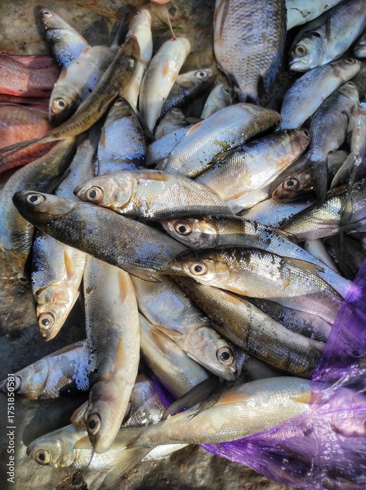 Obraz premium Freshly caught silvery fish piled high and ready for market sale providing vibrant flavor