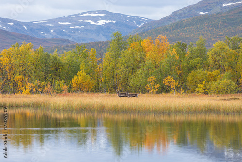 Obraz na plátně Rentiere am Abisko Nationalpark im herbstlichen Lappland beim Überqueren eines S
