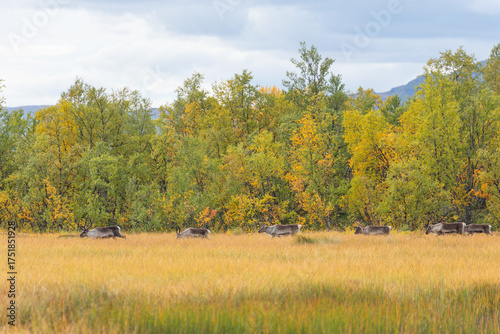 Rentiere am Abisko Nationalpark im herbstlichen Lappland beim Überqueren eines Sumpfgebiets am See