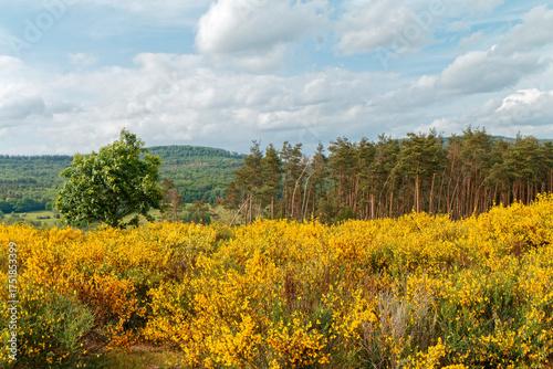 Spring - Landscape with yellow-blooming shrubs.