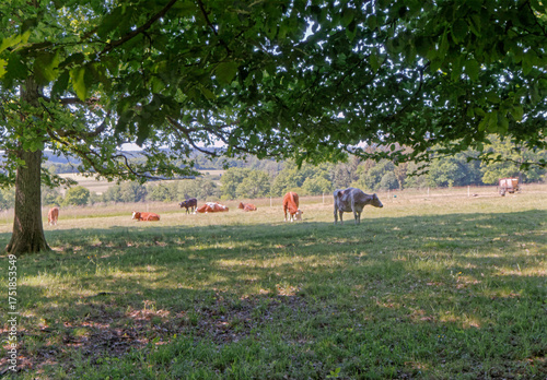 Cows in a pasture.