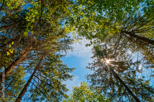 Trees against the blue sky.