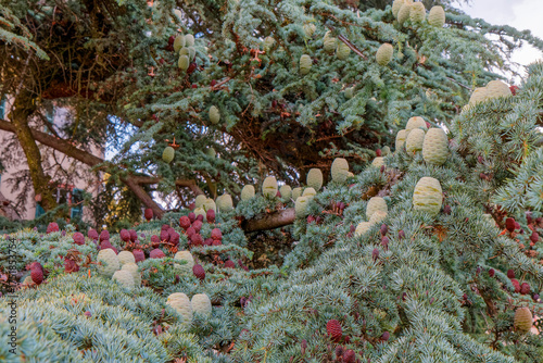 Coniferous branch with cones.