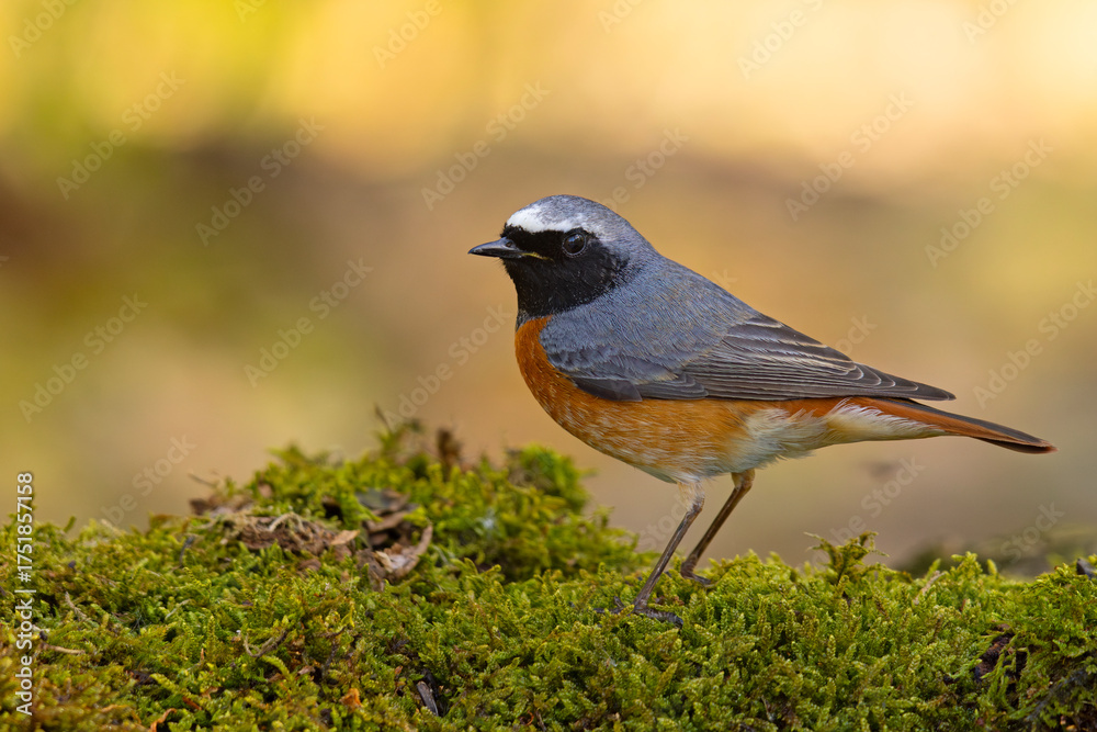 Obraz premium Pleszka (Phoenicurus phoenicurus)