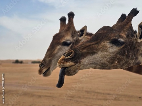 Canvas Print Giraffes on a safari