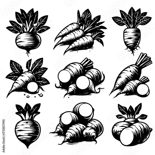 Collection of various root vegetables including carrots and turnips in black and white drawing style