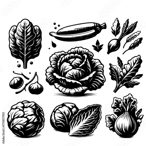 Illustration of various vegetables including cabbage, spinach, corn and beets in black and white style