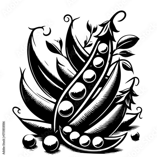 Illustration of pea pods with visible peas in black and white artistic rendering detailed design style