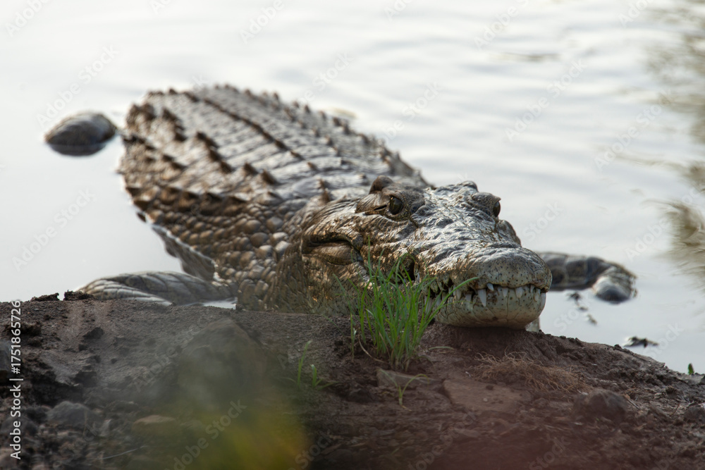 Naklejka premium _DSC5353.NEF