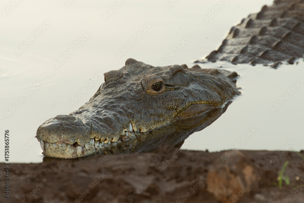 Obraz premium _DSC5377.NEF