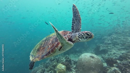 Sea turtle close up over coral reef in Philippines
