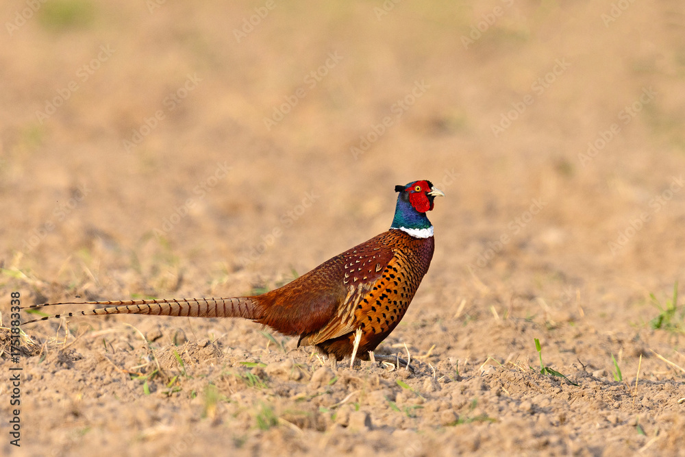 Fototapeta premium Bażant (Phasianus colchicus)