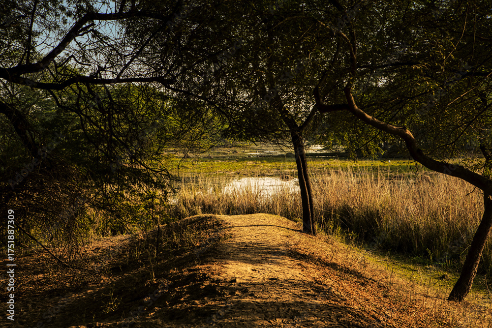 Naklejka premium Forest pathway in Sultanpur National Park, Haryana, India