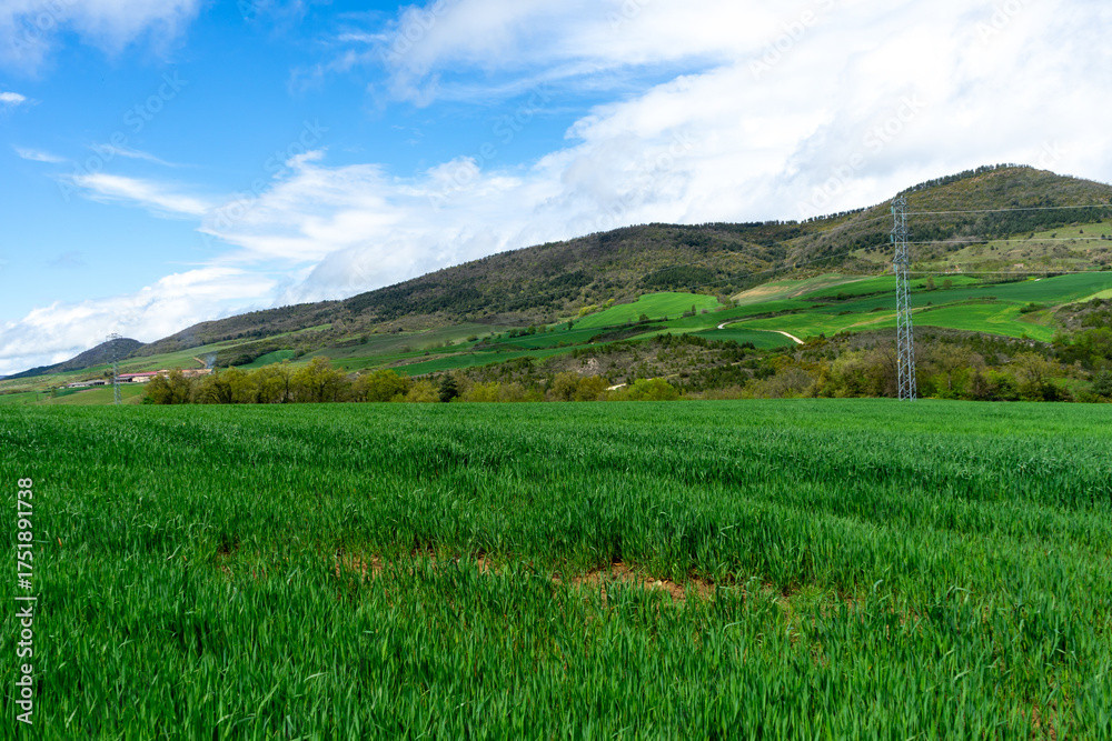 Naklejka premium Meadow with fresh grass. Navarra, Spain