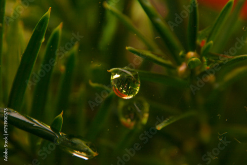 Waterdrop macro close up in the cold autumn morning