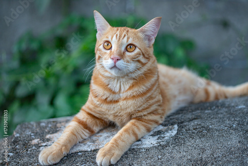 The happiness of the orange cat