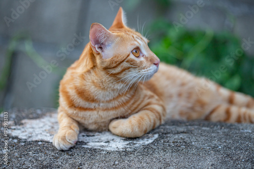 The happiness of the orange cat