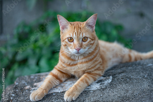 The happiness of the orange cat