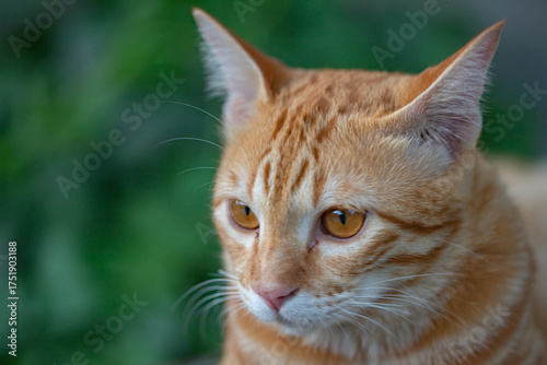 The happiness of the orange cat