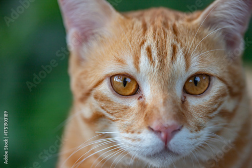 The happiness of the orange cat