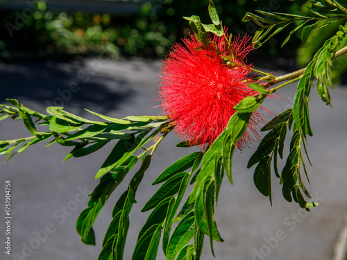 Calliandra haematocephala, commonly called red powder puff, is evergreen shrub or small tree, close up against ground background.