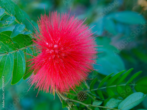 Calliandra haematocephala, commonly called red powder puff, is evergreen shrub or small tree, close up