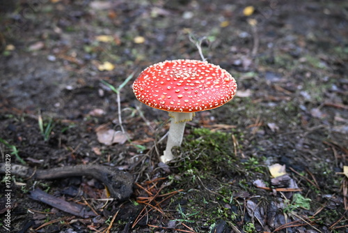 Beautiful round red fly agaric mushroom with white spots

