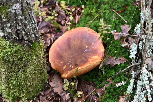 Beautiful bay bolete edible mushroom in forest moss
