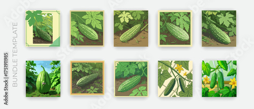 Green Bitter Gourd Vector Bundle | Realistic Vegetable Illustration Set | Farm Garden Design Pack