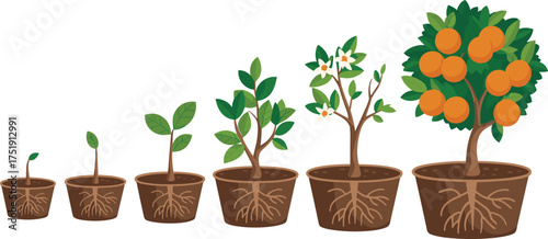 Growth stages of orange tree plant in pots showing roots leaves flowers and fruits development process concept isolated on white background