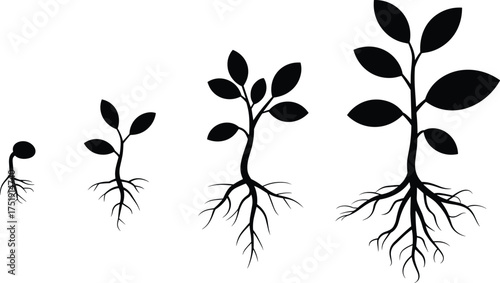plant growth stages illustration showing seedling to mature tree with roots and leaves, black and white vector concept design, evolution