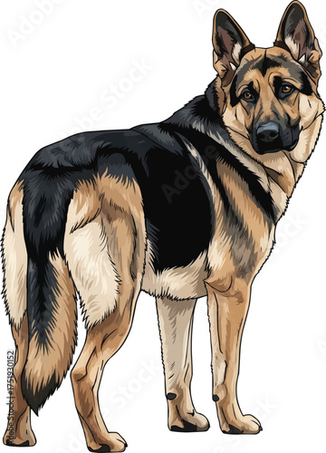 East European Shepherd dog standing looking back rear illustration