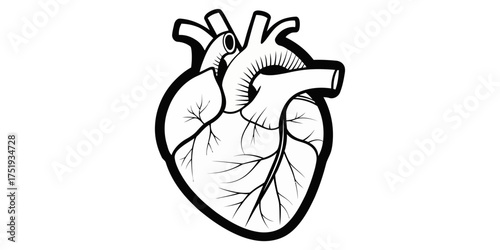 Illustration of a human heart with arteries and veins in black and white anatomical drawing style art | editable eps vectors silhouette